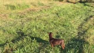 Best bed and breakfast Charlottesville Virginia http://CvilleSEO.com