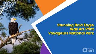 Stunning Bald Eagle Wall Art Print Voyageurs National Park screenshot 1