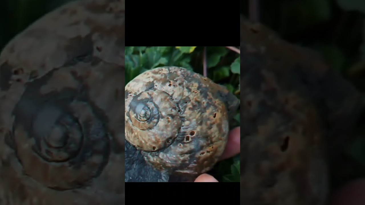 Окаменевшая раковина моллюска Natica 165 млн. лет 