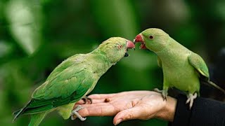 Ringneck Talking Parrot #parrot