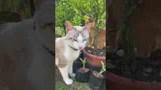 Cute Cat And Kitten Having A Wonderful Day In The Garden | Funny Kitten | Playful #catlife