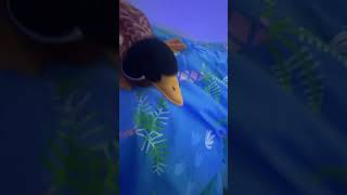 Keel vs Ducky