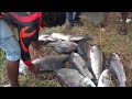 Ten heavy catla fishing with kerala carp king bait