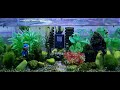 1시간 영상 물멍 물소리 힐링 엉항속 아쿠아 다슬기 FISH 1 hour Healing Aqua