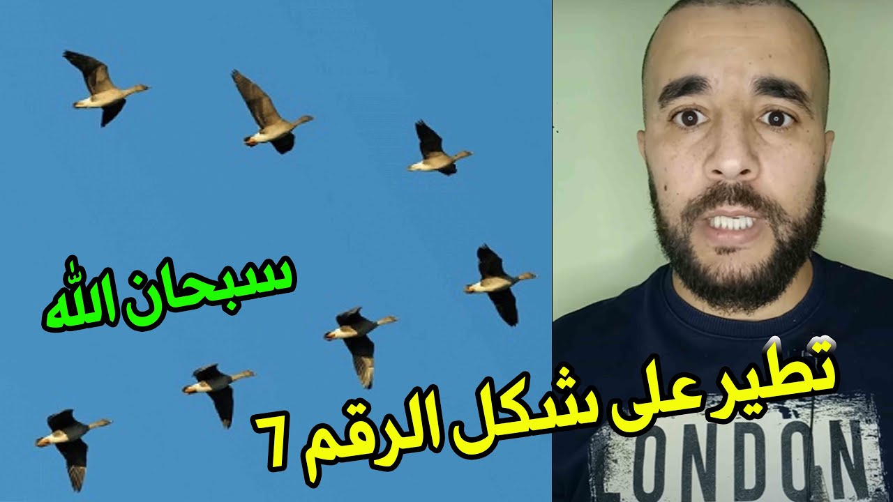 معلومات أفكارو قصص
