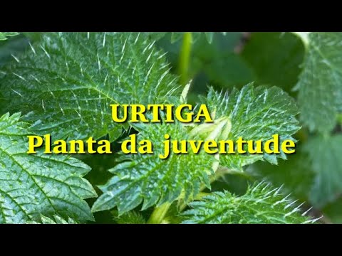 Vídeo: Forçando Urtigas No Inverno