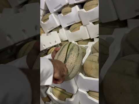 شمام المنجاوي