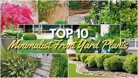 Top 10 Minimalist Front Yard Plants for Stunning Landscaping 🌼🌿