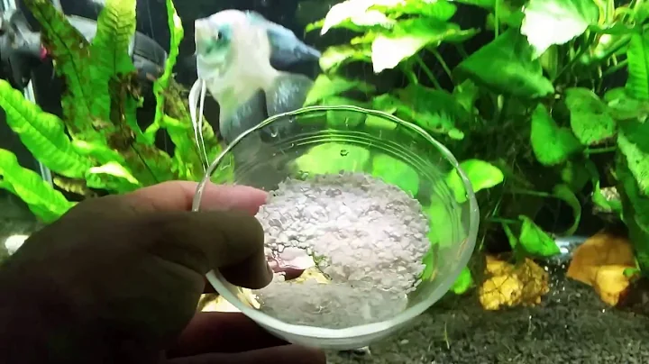 Descubre los beneficios de las cáscaras de huevo trituradas en tu acuario