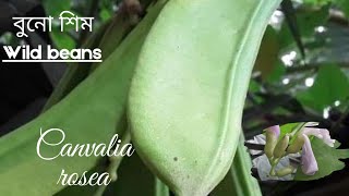 Wild Beanscanavalia Plant Canavalia Rosea Fabaceae