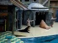 Walrus Doing Situps and Sea Lions Performing