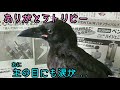 【カラスありがとう】
　カラス、そして皆様、本当にありがとうございました 20181003、カラス＆四つ足トリオ
