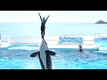 小松トレーナーを乗せたラビーさんからのご挨拶で~シャチパフォーマンス1回目スタートです! 鴨川シーワールドにて 2021年7月21日 C0020