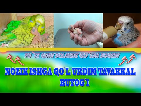 Video: Qanday Qilib To'tiqush Uyi Qilish Kerak