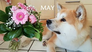 AKITA INU  May Story | 秋田犬