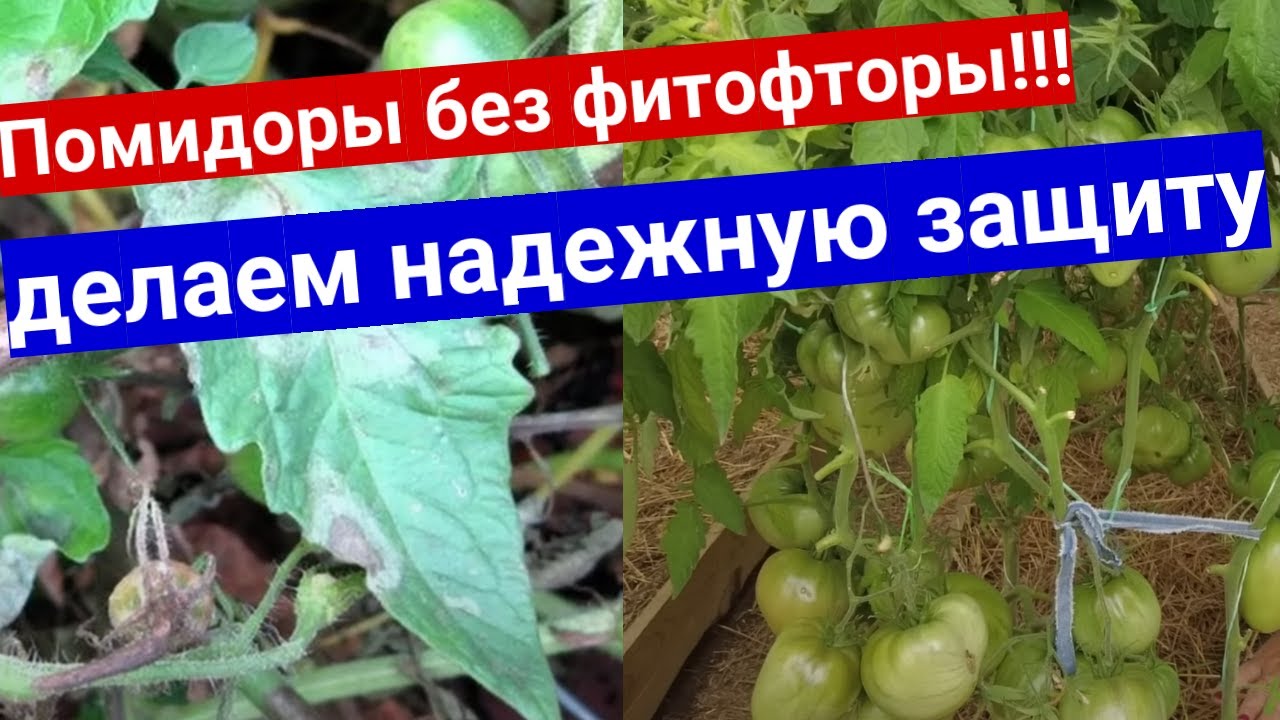 Надежная защита томатов от фитофторы. Укоренение пасынков томатов и .
