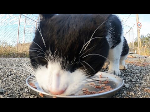 鳴き叫んでいたかわいい猫にカルカン(kalkan)とちゅ～るを給餌したらうまそうに食べた 野良猫 感動猫動画 ASMR