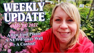 Weekly Video 5-14-21 // Roses + A New Hydrangea + New Flower Wall + Contest!