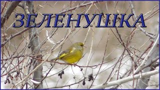 Зеленушка питается плодами Лоха Узколистного / European greenfinch Зеленушка питается плодами Лоха Узколистного / European greenfinch