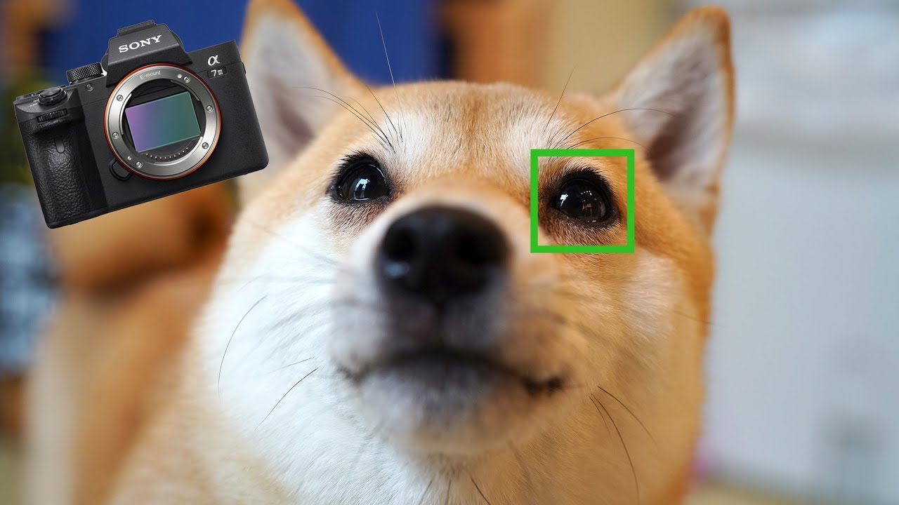 Why EVERYONE is LOVING the Sony a7III Right Now! 😍 - Animal Eye