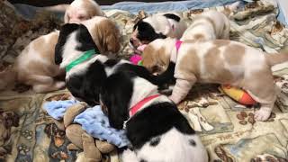 Playful Puppies 🐶 by BassetBottomBassets European Basset Hound Puppies 295 views 3 years ago 3 minutes, 5 seconds