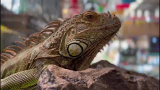 iguana