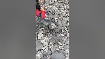 CRACKING Open Rocks To Find 180 Million Year Old Ammonites! #whitbyfossils #fossil