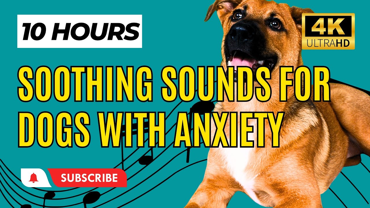 Dog Music Soothing Sounds For Dogs With Anxiety 10 Hours YouTube dog-music-soothing-sounds-for-dogs-with-anxiety-10-hours-youtube