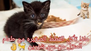 ماذا تأكل القطط الصغيره من طعام المنزل من سن شهرين 