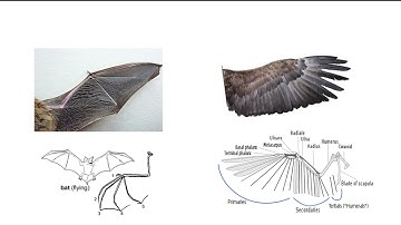 Evolution and phylogeny. OCR A A-Level Biology Revision Module 4.2.2 Classification and Evolution
