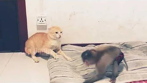 cat and monkey fighting it is funny