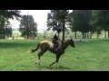 Stormbee  thoroughbred sport horses