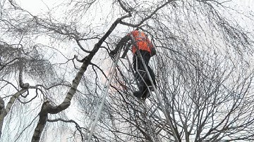 Pruning Trees Limerick