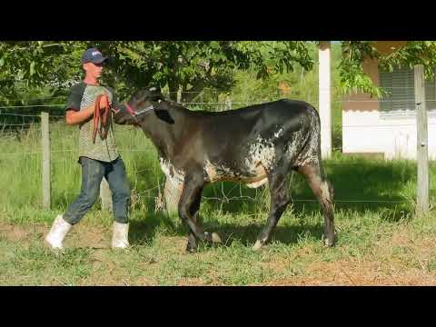 LOTE 2  FAZENDA CACHOEIRA   3325CG