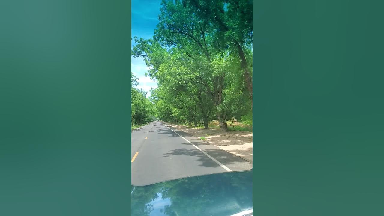 2nd biggest pecan farm in the world YouTube