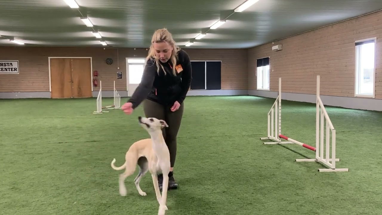 Inspirerande agility. M.Holegård. Agilityträning, bakombyte steg 1