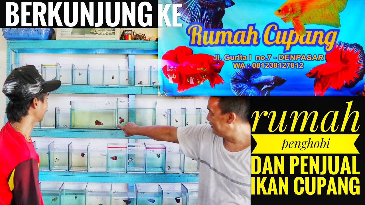 Berkunjung ke rumah  penjual ikan cupang  berkualitas 