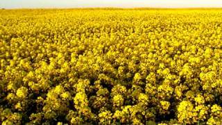 Eva Cassidy  Fields Of Gold  A Tribute