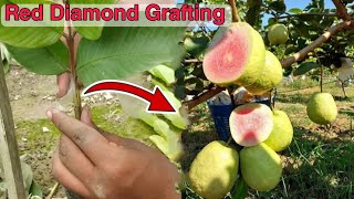 Red Diamond Guava Plant Grafting contact (7076636486)