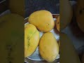 mango time 🤤🥭#youtube#food#viralshorts