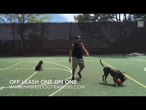 2 Week Board & Train Dog Reactive/Aggressive Pit Bull 
