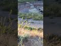 My wife and I had a huge fight!! I ❤️ these wild mountain goats Canada 🇨🇦 #3