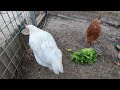 Chickens - breakfast