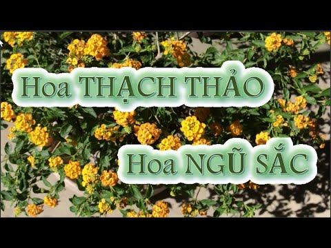 Video: Làm cho Lantana ra hoa - Làm gì khi Lantana không ra hoa