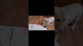 염소귀가 돼버린 댕댕꼬미 #크림장모 닥스훈트