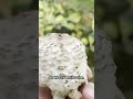 Mushroom or marshmallow? Check out this wild doppelganger | #mushroom