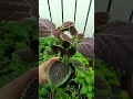 Колиус 3