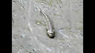 MVI_8806.AVI