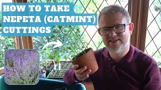 How to Take Nepeta (Catmint) Cuttings | Propagating Nepeta Plants | Hardy Perennial Cuttings