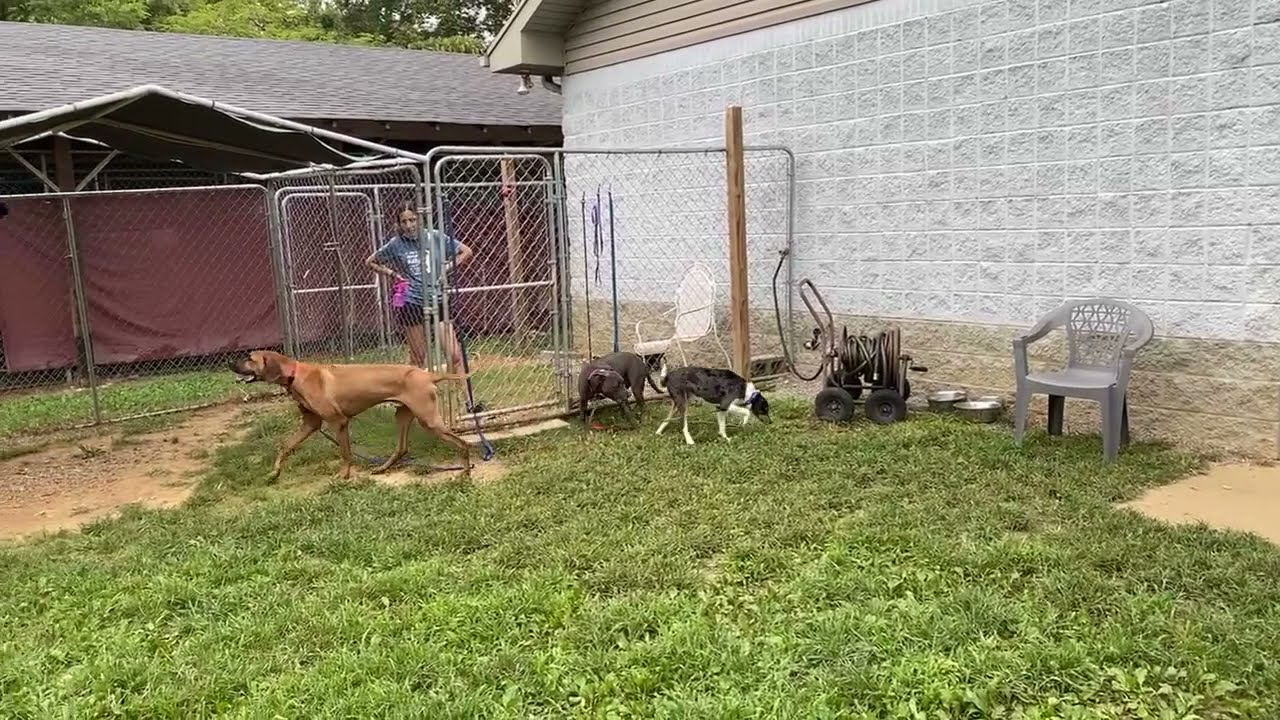 Playgroups for shelter dogs YouTube